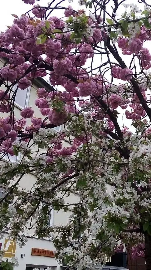 ai character: Mira  background