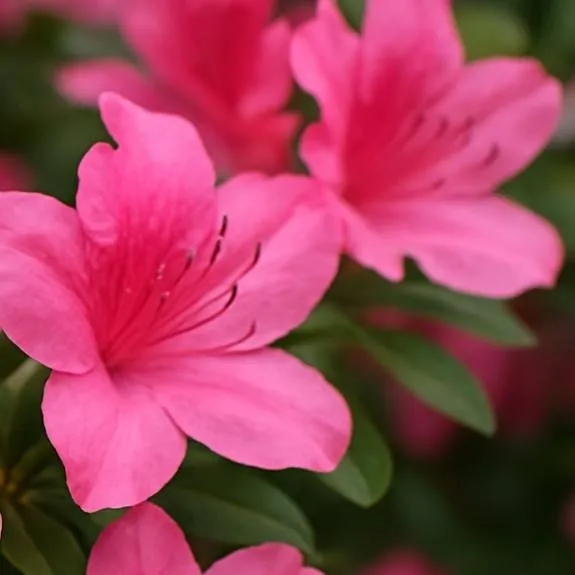 chat with ai character: Mira 