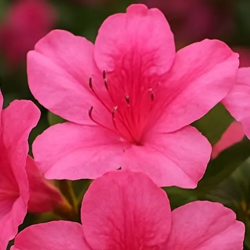 chat with ai character: Mira