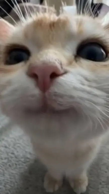 ai character: мелочь background