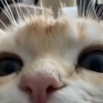 chat with ai character: мелочь