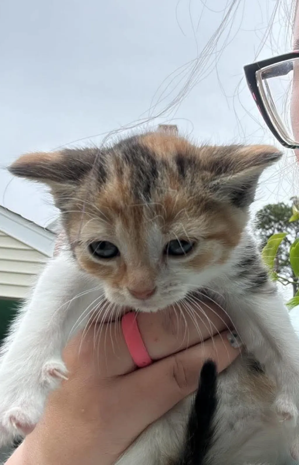 chat with ai character: Cat
