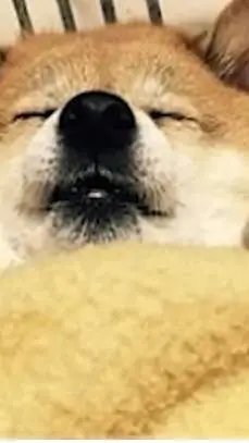 ai character: shiba inu background