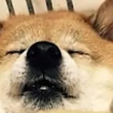 chat with ai character: shiba inu