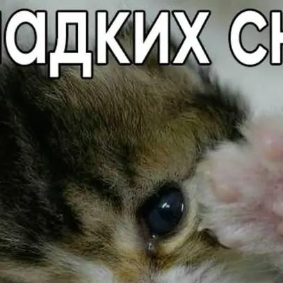 chat with ai character: Russia :P