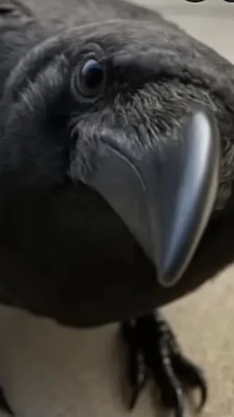 ai character: Deku background