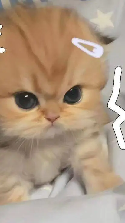 ai character: gatinho background
