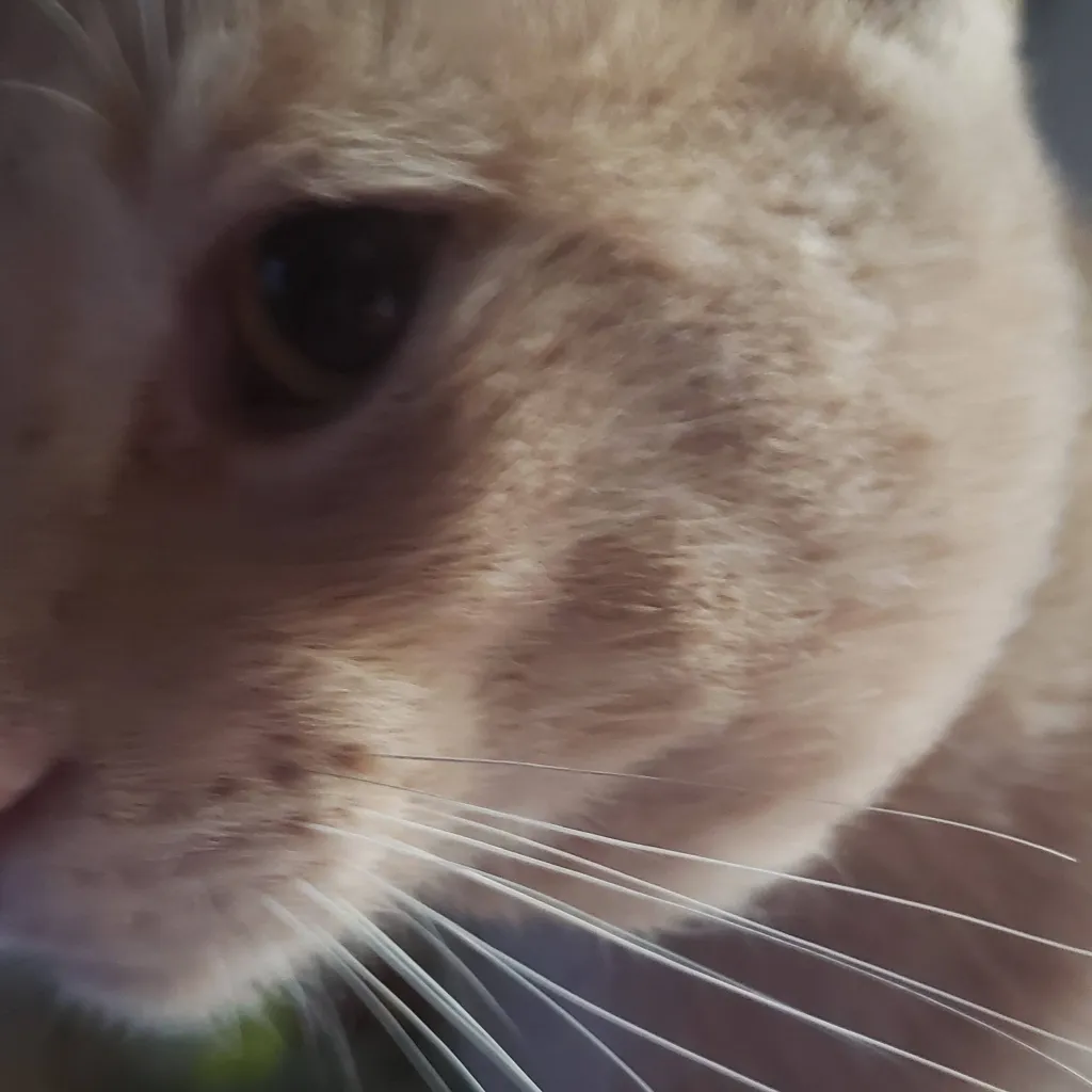 chat with ai character: Ollie the fat cat