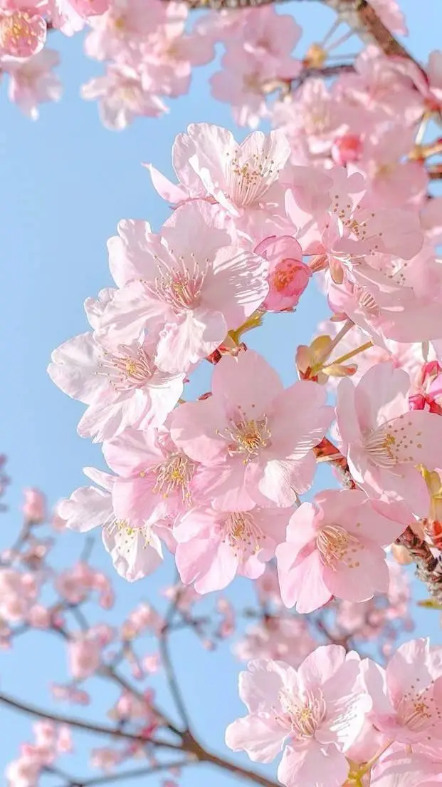 ai character: karaku x nezuko background