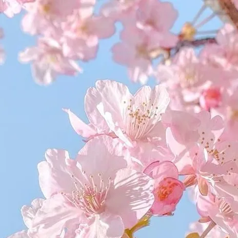 chat with ai character: karaku x nezuko