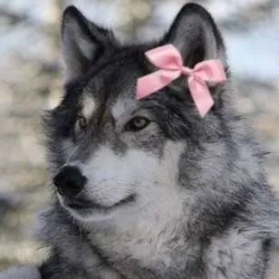 chat with ai character: LobaSolitaria💞🐺