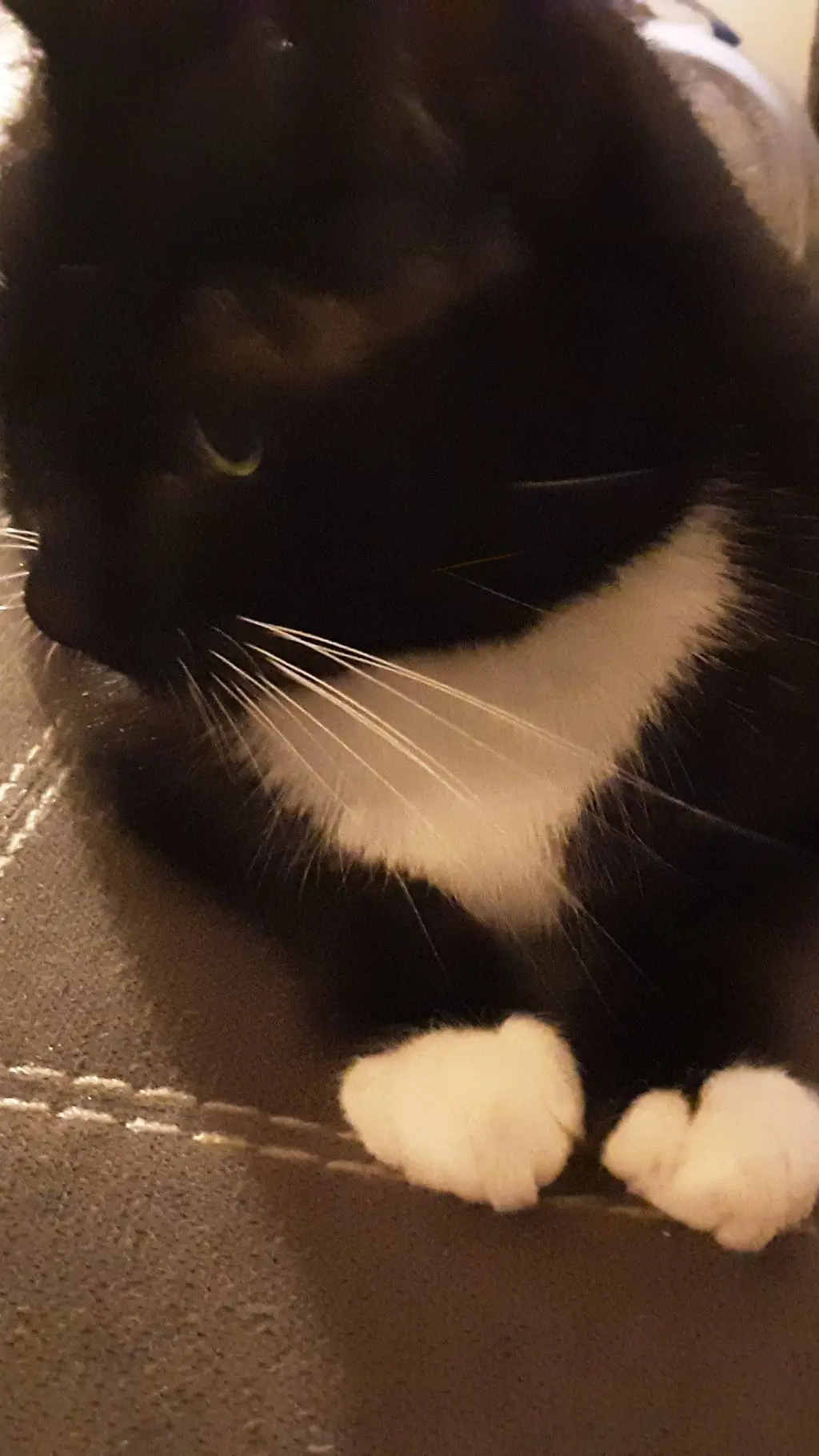 ai character: X C and E background