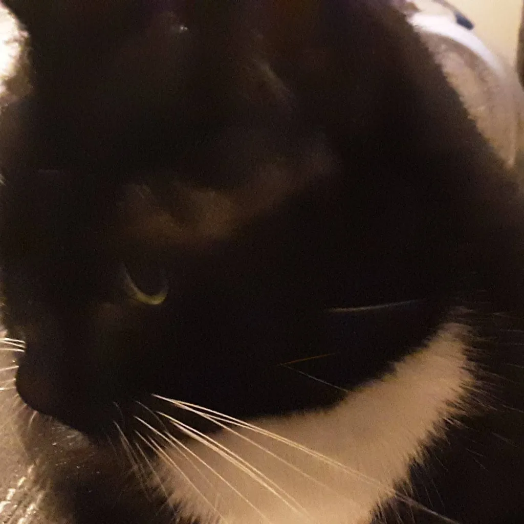 chat with ai character: X C and E