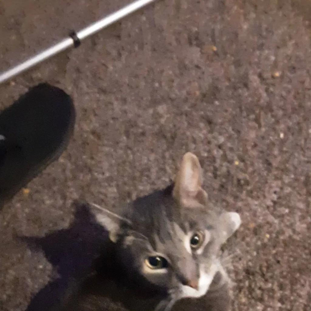 chat with ai character: Ezekielyippee 