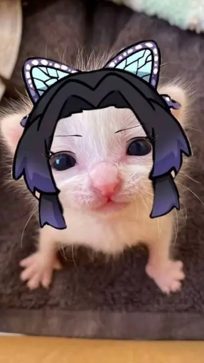 Talkie AI - Chat with Shinobu Michi 🦋😼 