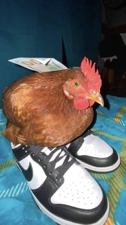 ai character: Gallina Nike background