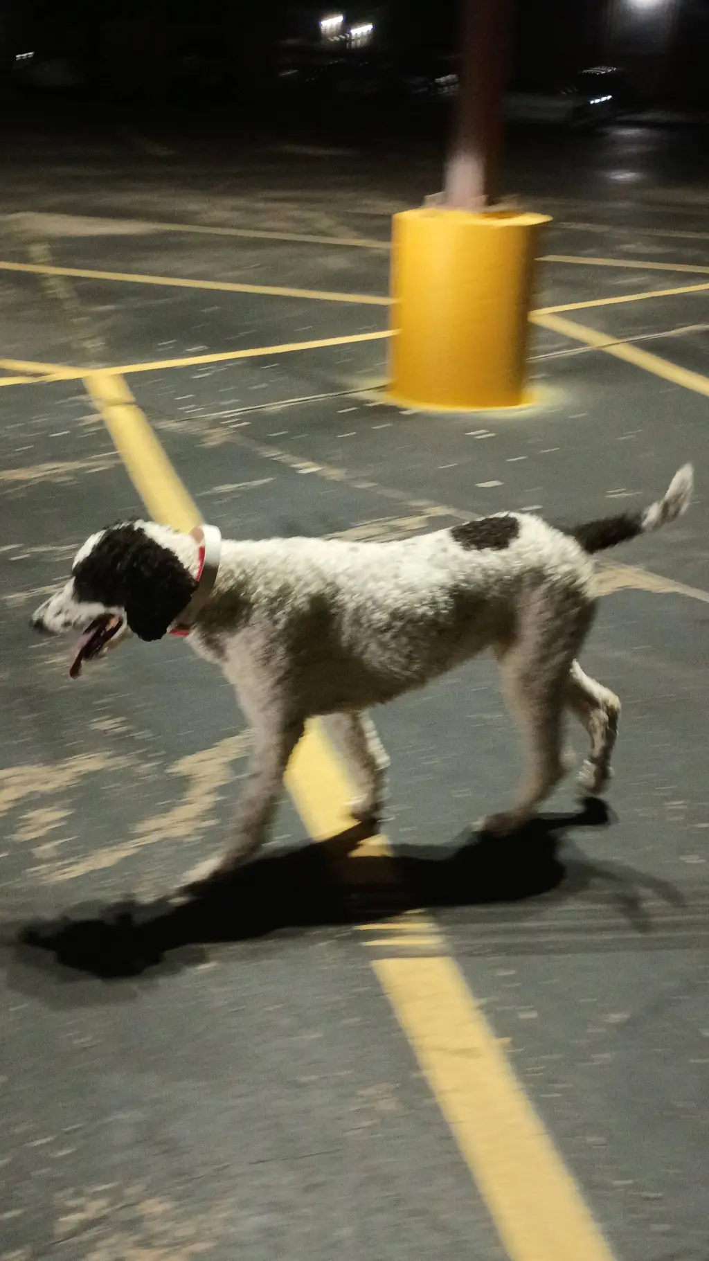 ai character: rescuer K9 team background