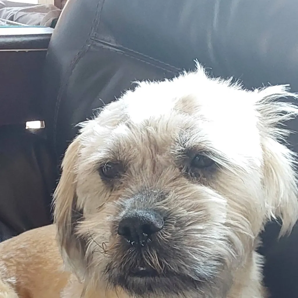 chat with ai character: Daisy the dog
