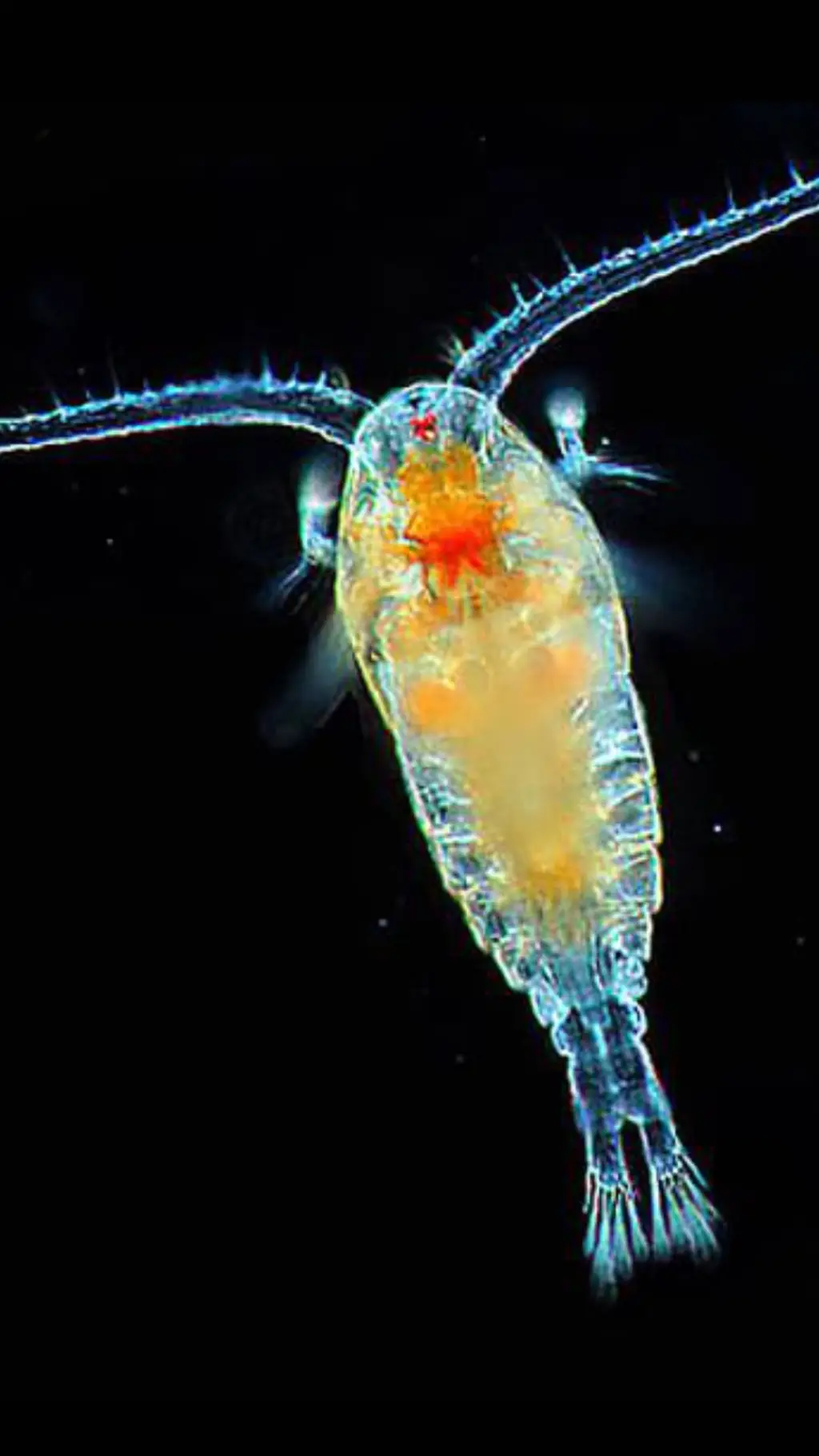 ai character: talking plankton background