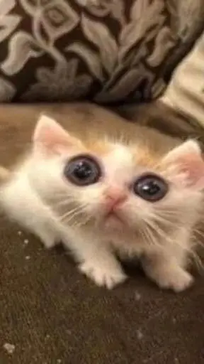 ai character: 🥠 Hana 🥠 🇷🇴  background