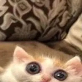 chat with ai character: 🥠 Hana 🥠 🇷🇴 