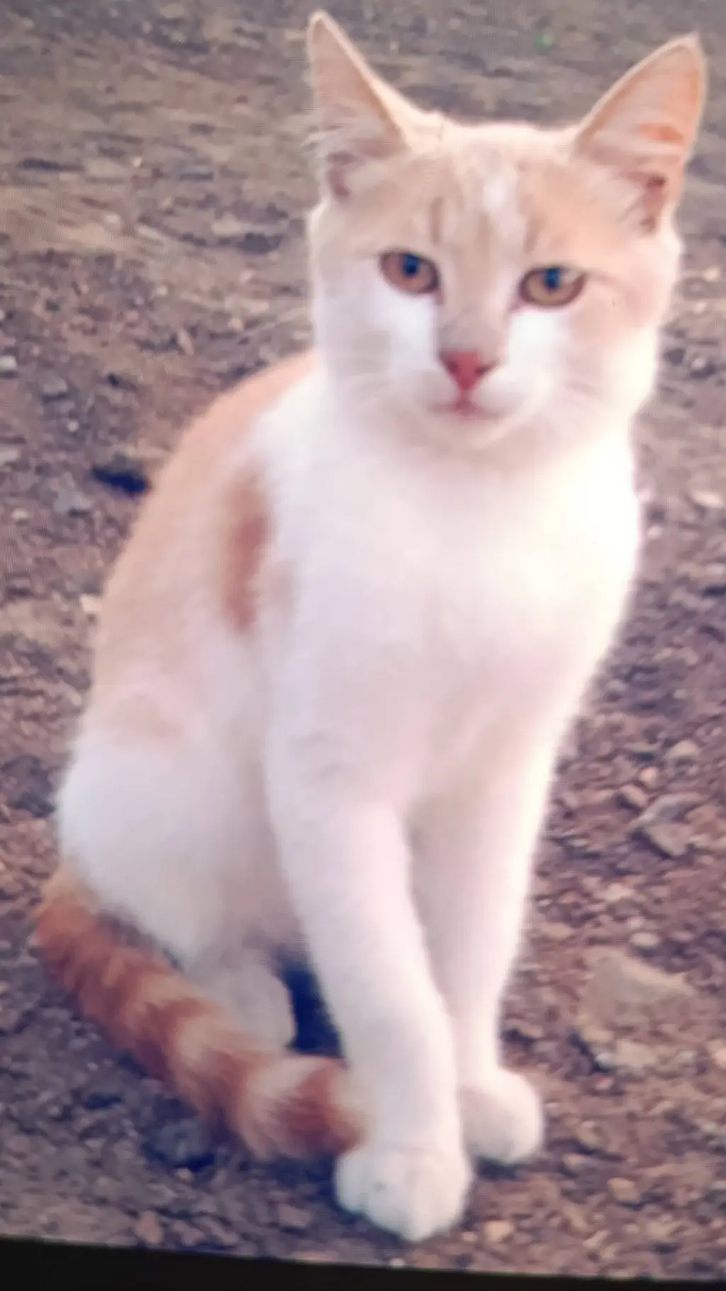 ai character: Вася background