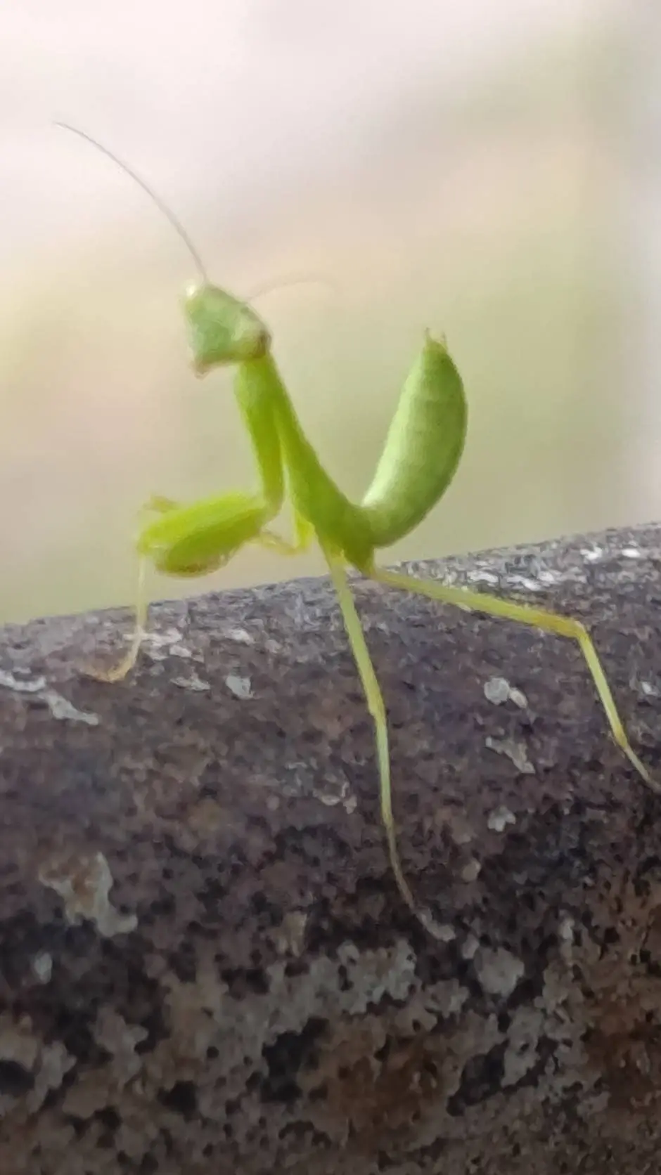 Talkie AI - Chat with Mantis💚
