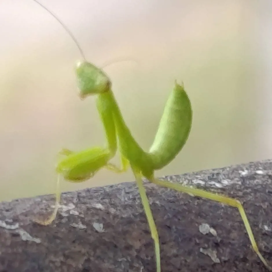 chat with ai character: Mantis💚