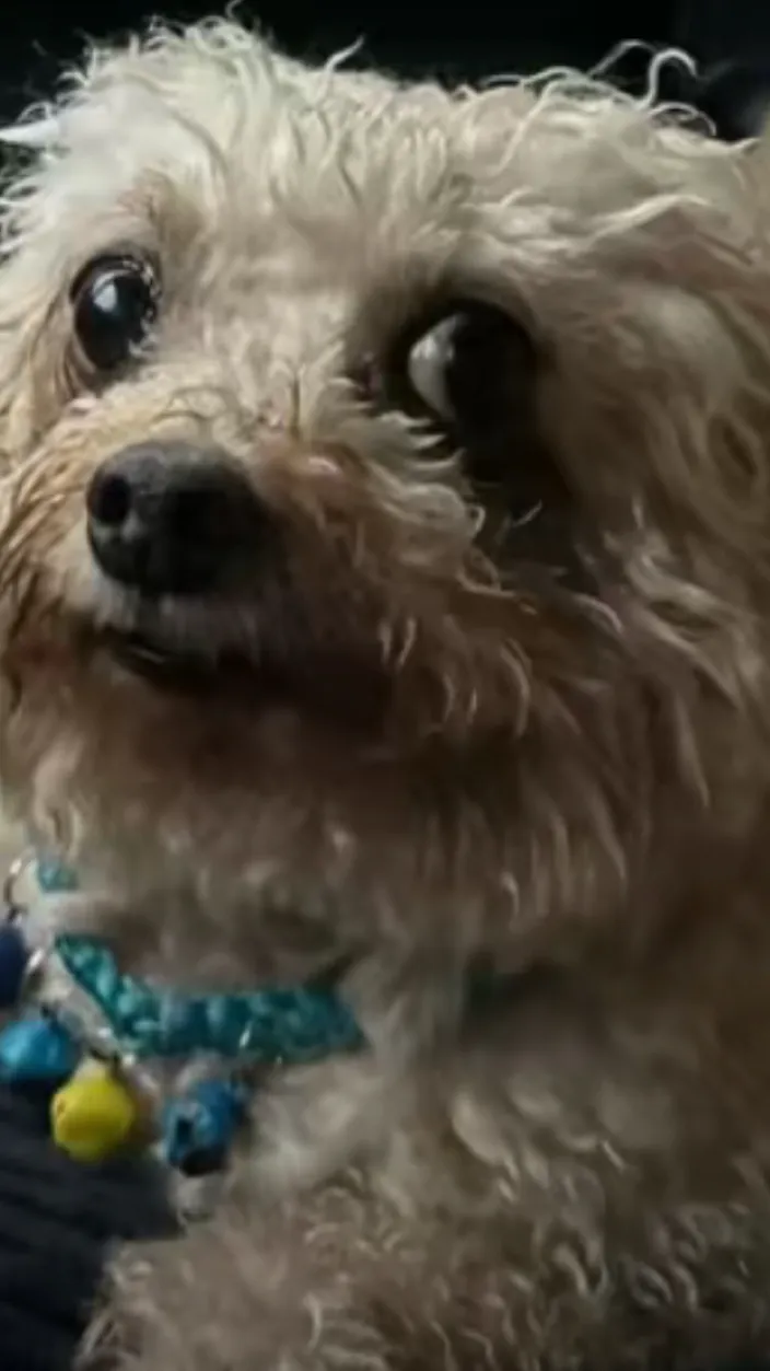 ai character: Skinwalker background