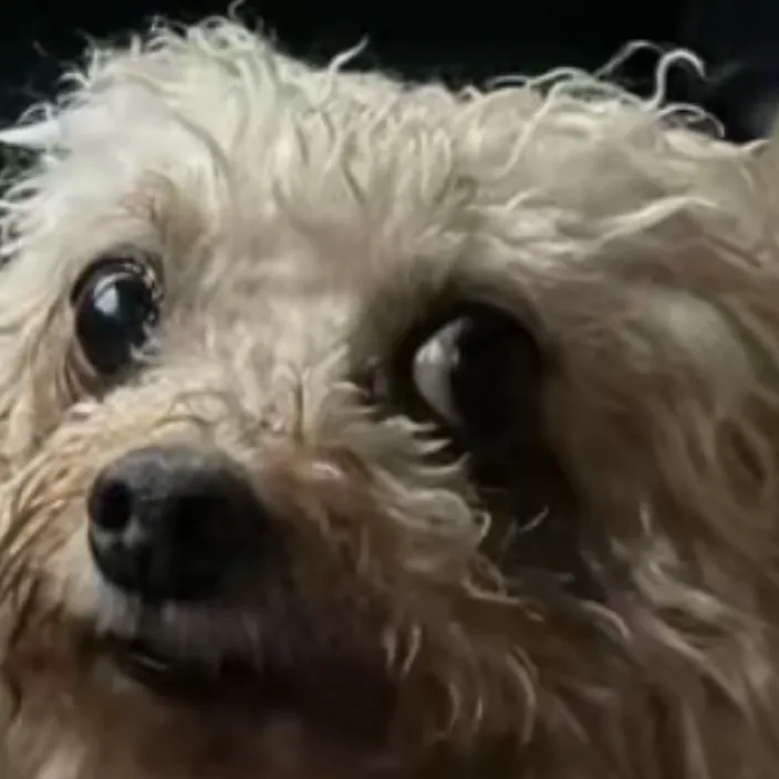 chat with ai character: Skinwalker