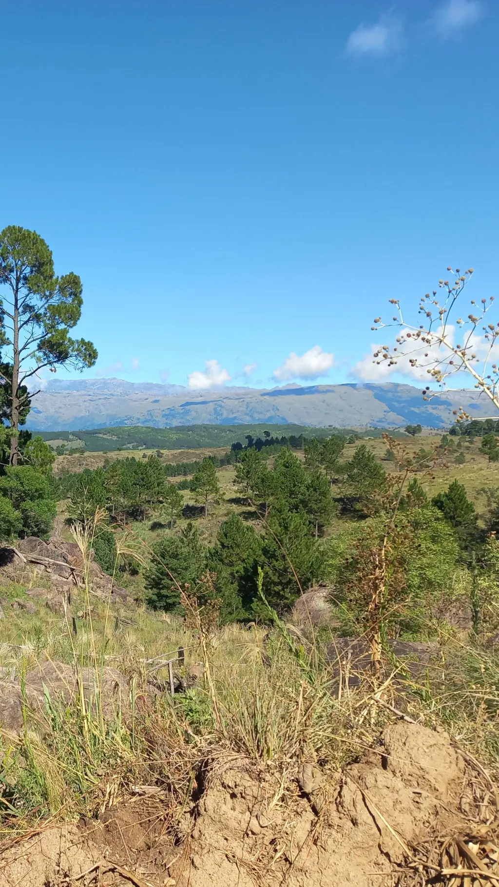 ai character: viaje con amigos background