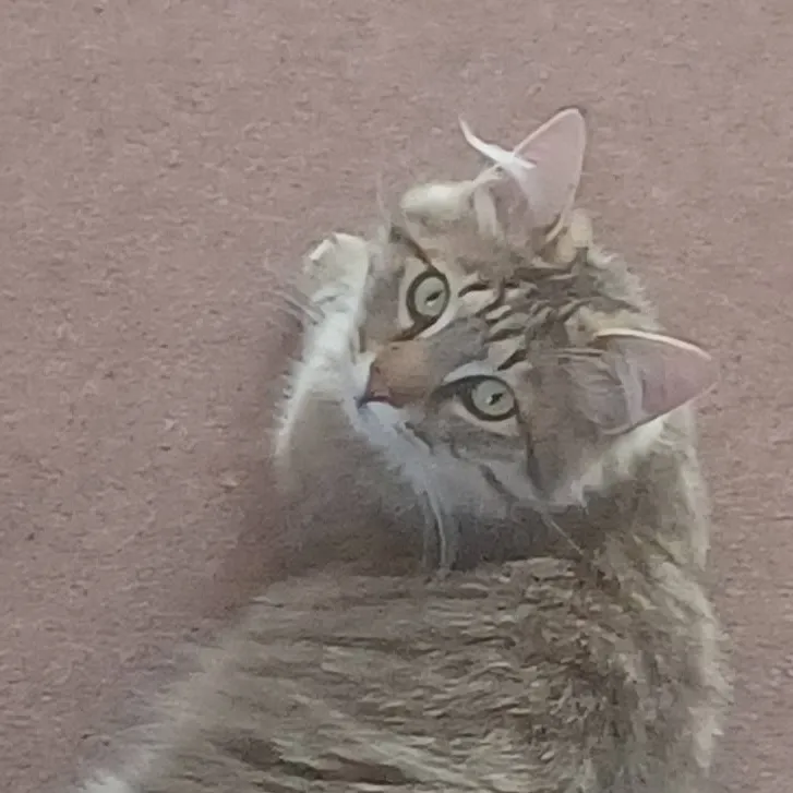 chat with ai character: Meow meow