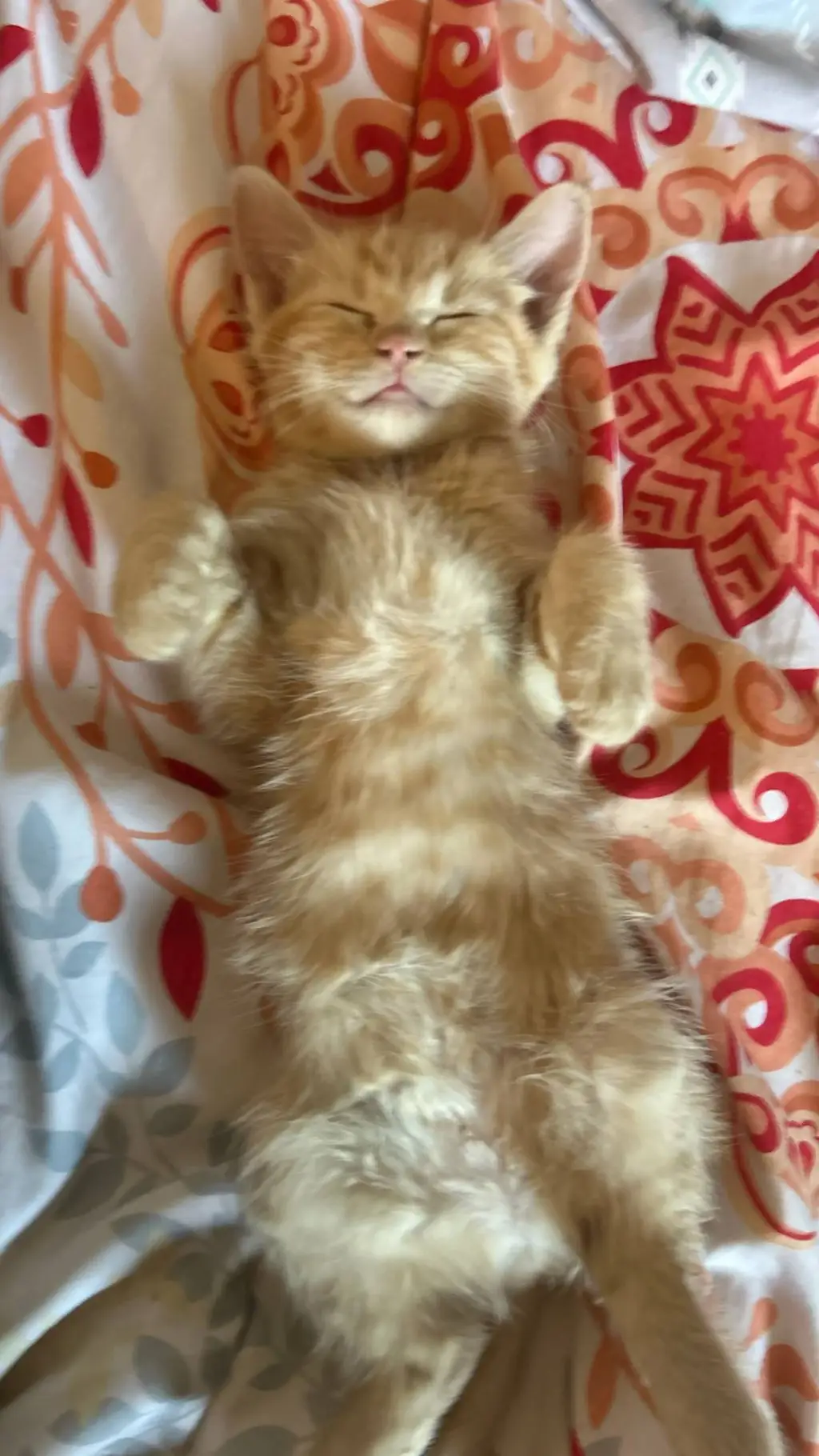 ai character: Kitty Witty background