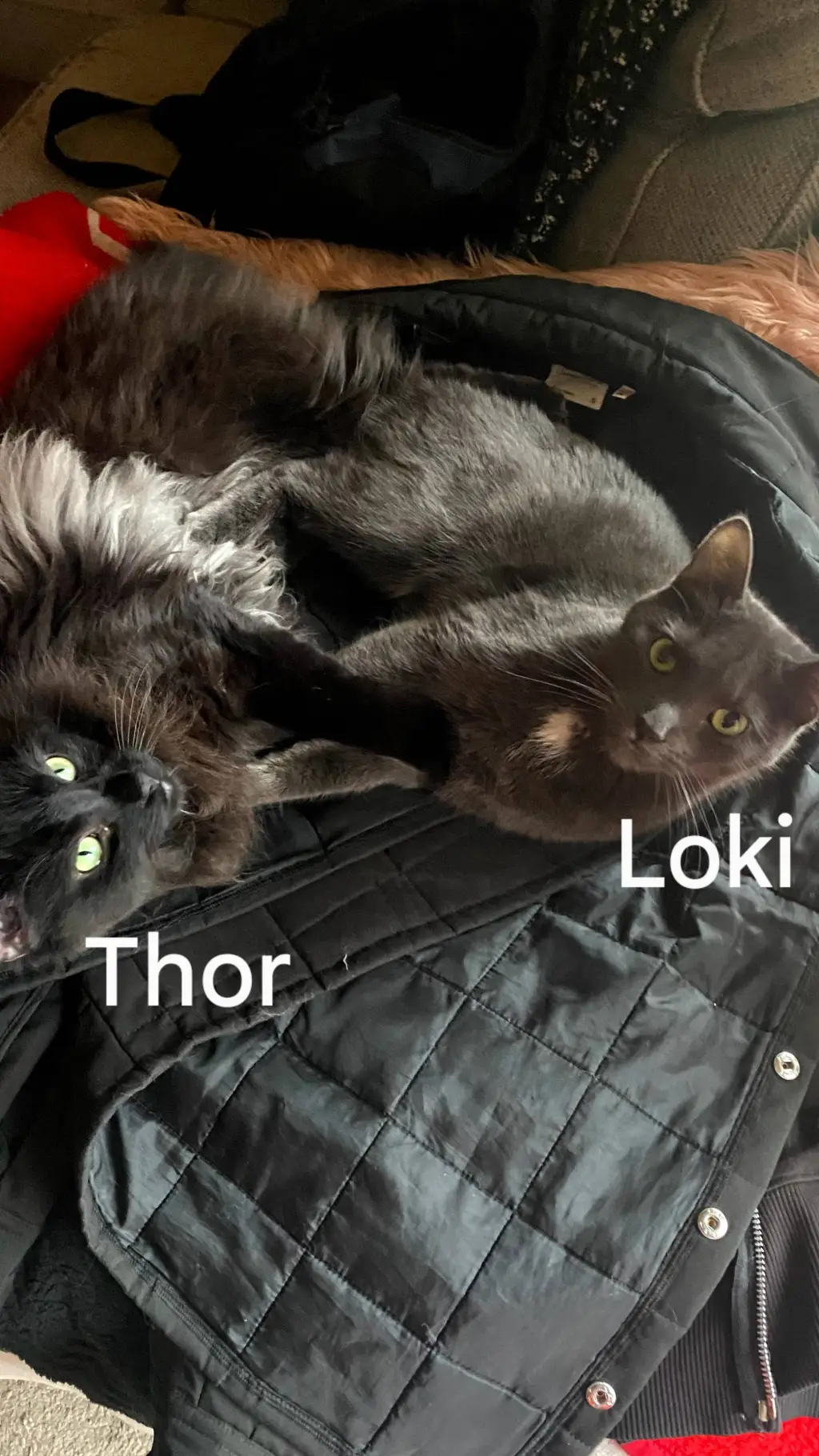ai character: Thor🖤🐱 and Loki🩶🐱 background