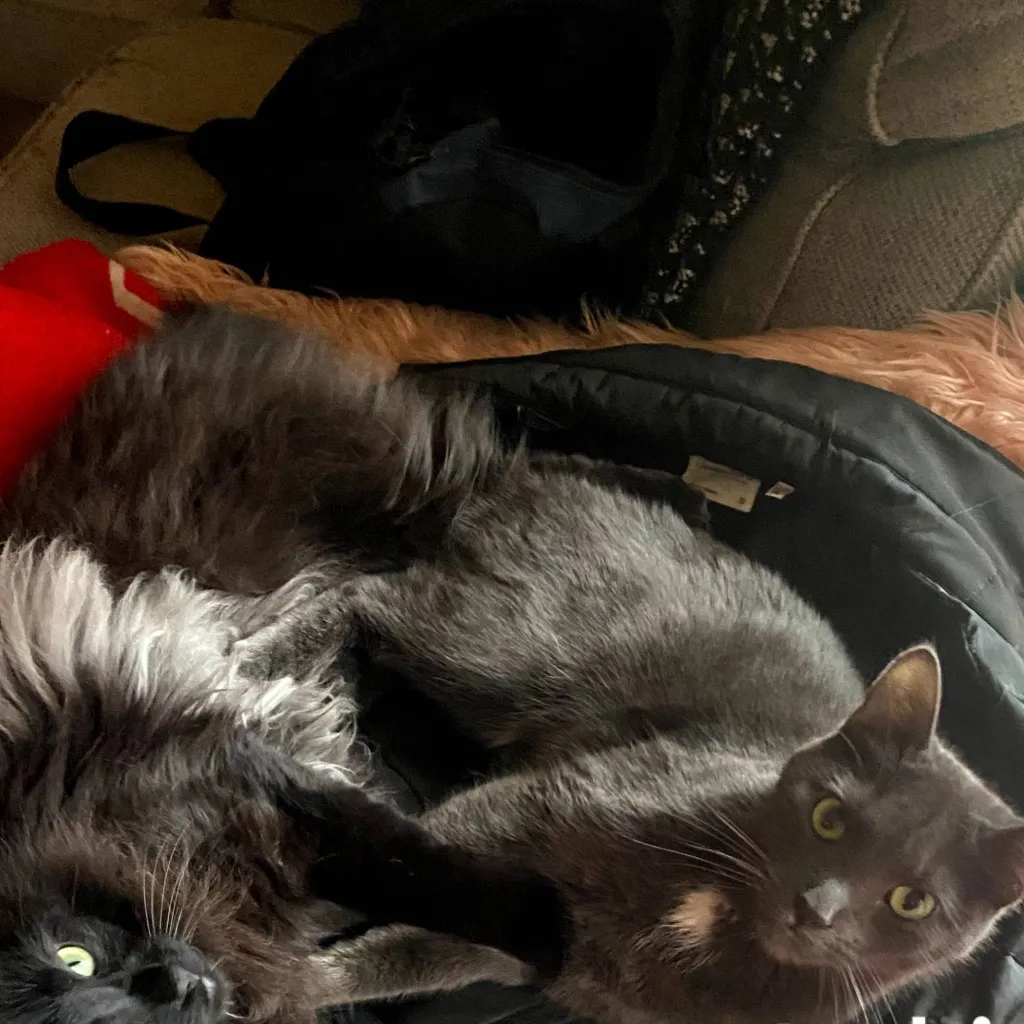 chat with ai character: Thor🖤🐱 and Loki🩶🐱