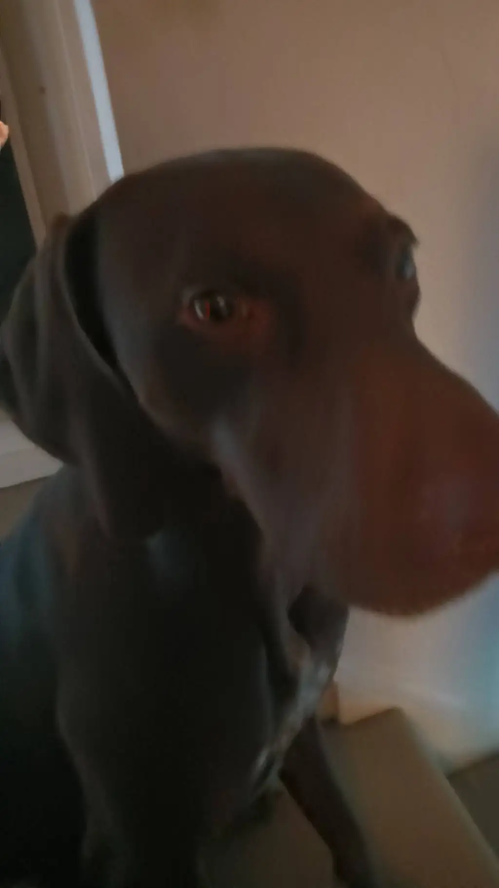 ai character: My dog trigger background