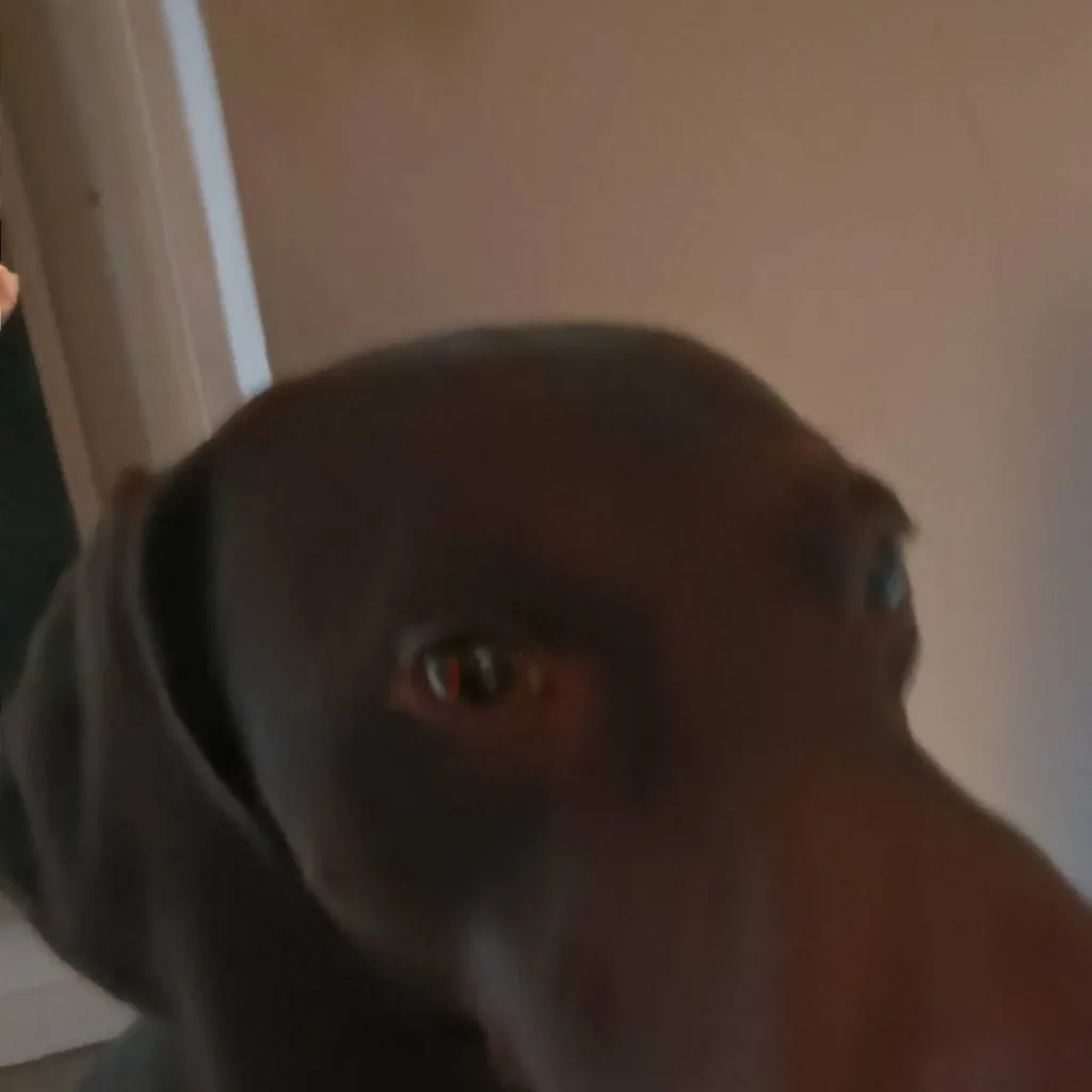 chat with ai character: My dog trigger