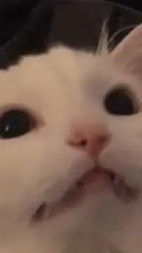 ai character: ~Thurston Waffles~ background