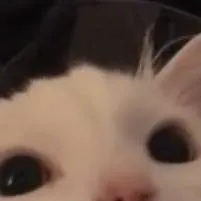 chat with ai character: ~Thurston Waffles~