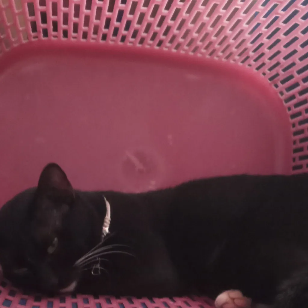 chat with ai character: Sleeping Music