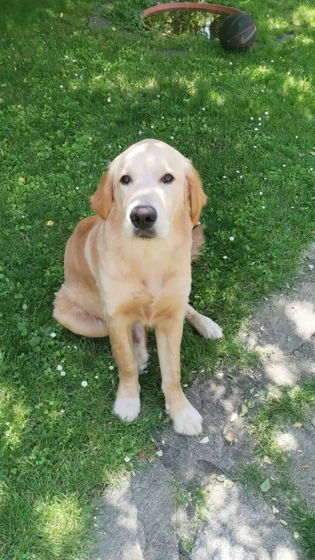 ai character: my Dog Snoopy  background