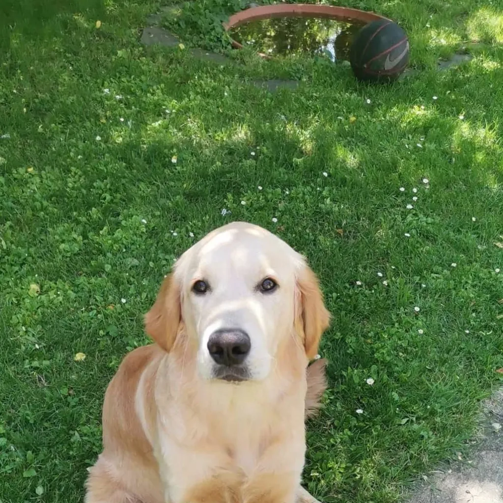 chat with ai character: my Dog Snoopy 