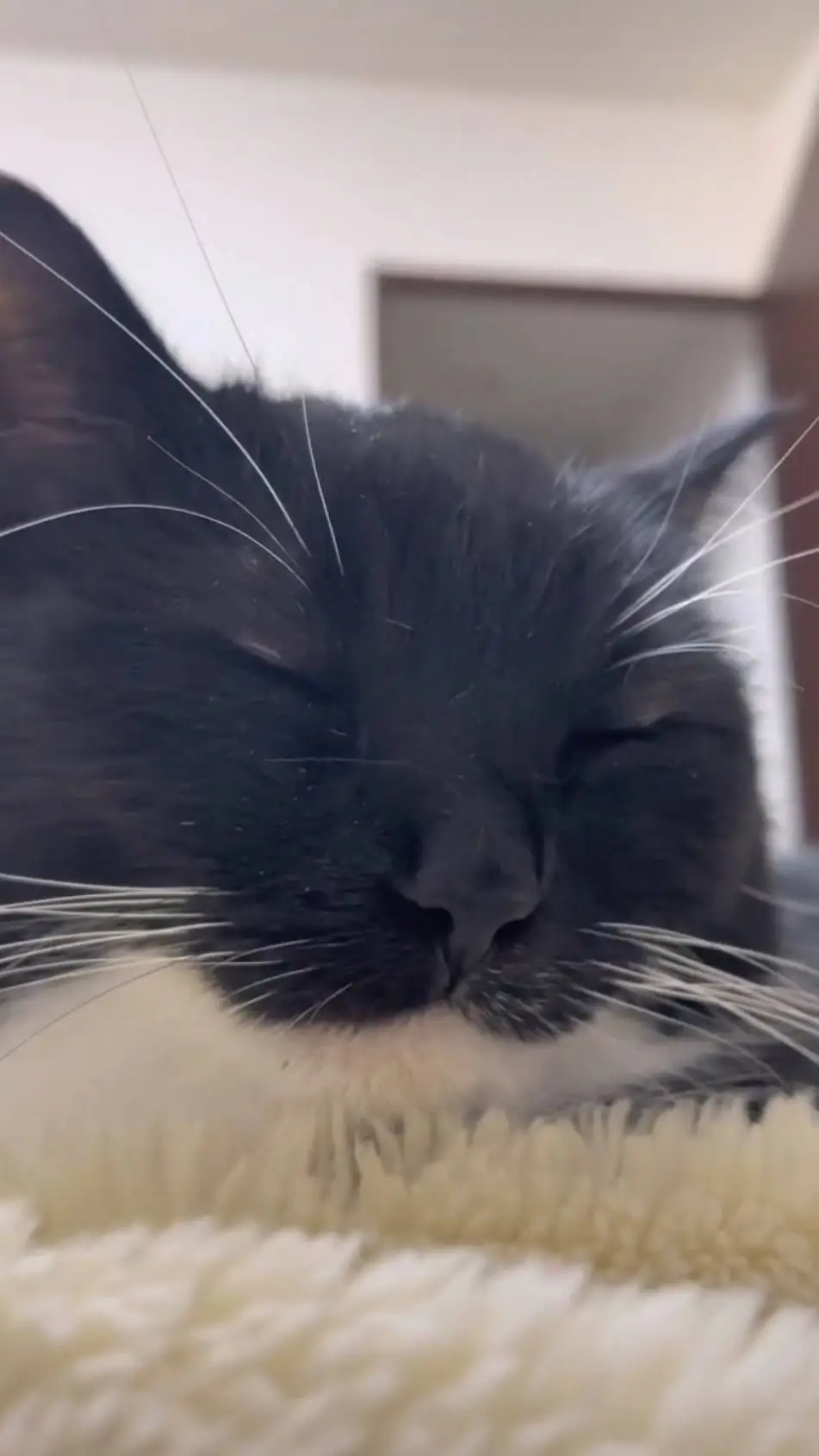 ai character: schule (BL) background