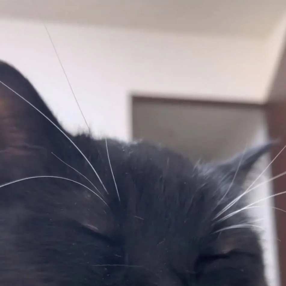 chat with ai character: schule (BL)