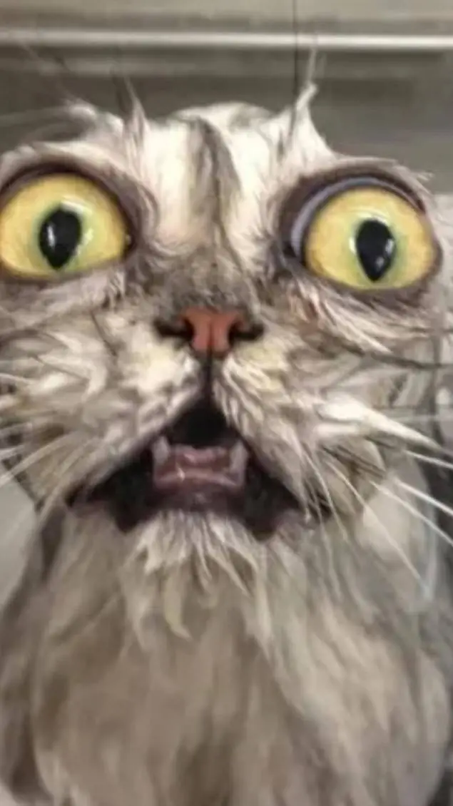 ai character:  {🎀cat kawai❤️} background