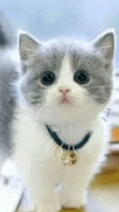 ai character:  { Gatinho Tutu } background