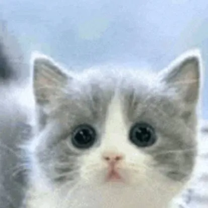 chat with ai character:  { Gatinho Tutu }