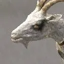 chat with ai character: the goat