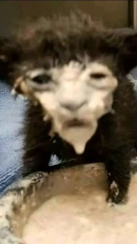 ai character: kitten eating background