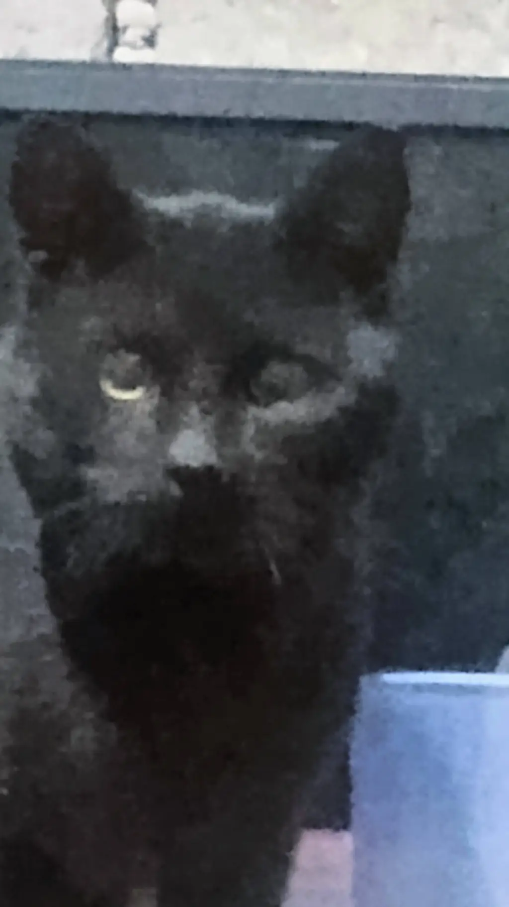 ai character: felina background